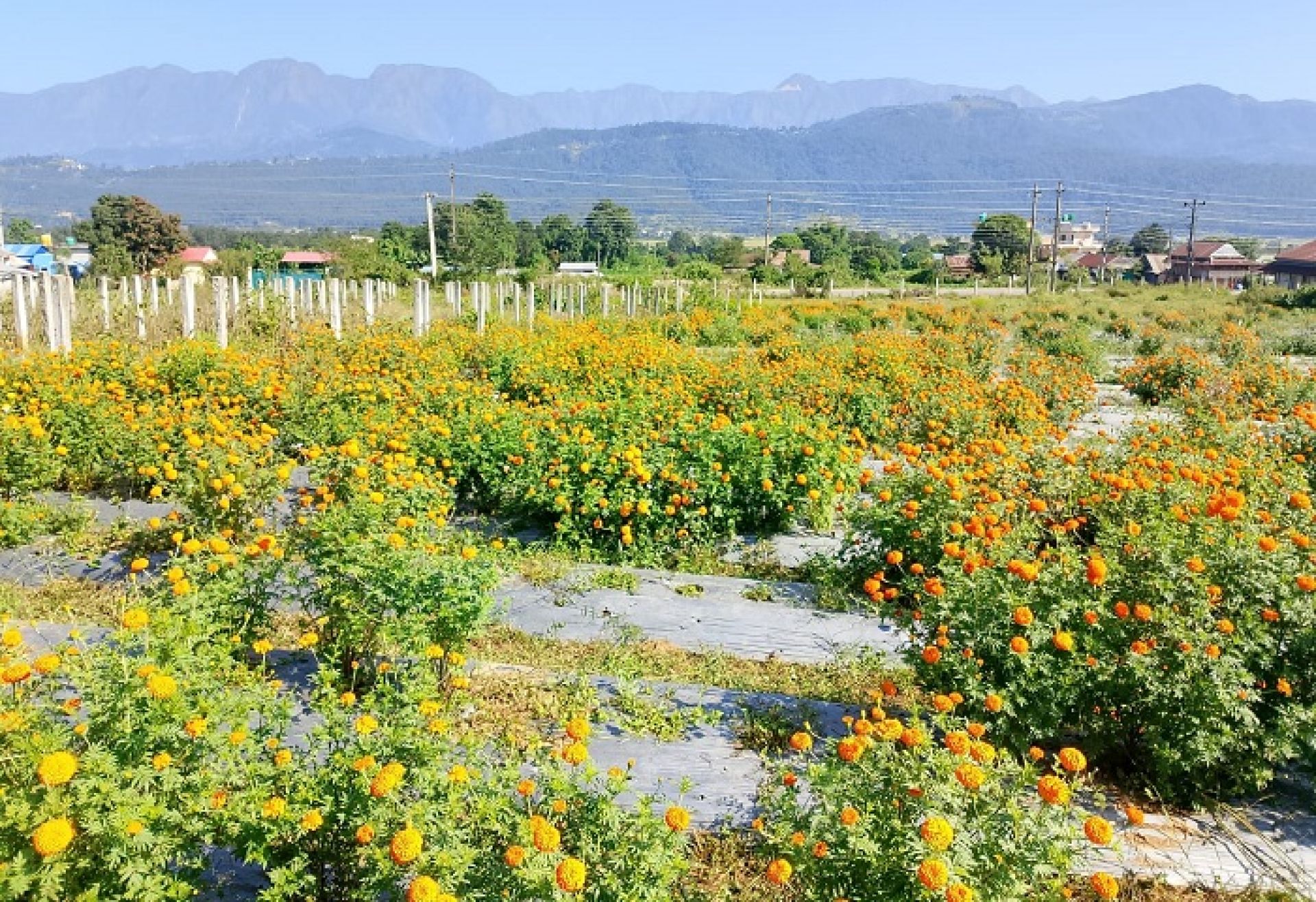 मकवानपुरमा सयपत्री र मखमली फूलको व्यवसायः तिहारमा विदेशबाट आयात गर्नु नपर्ने